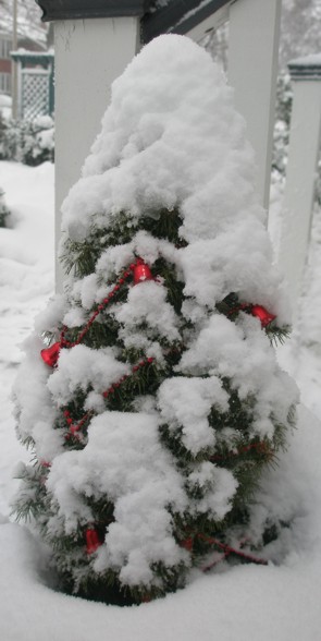 [winter+tree+2.jpg]
