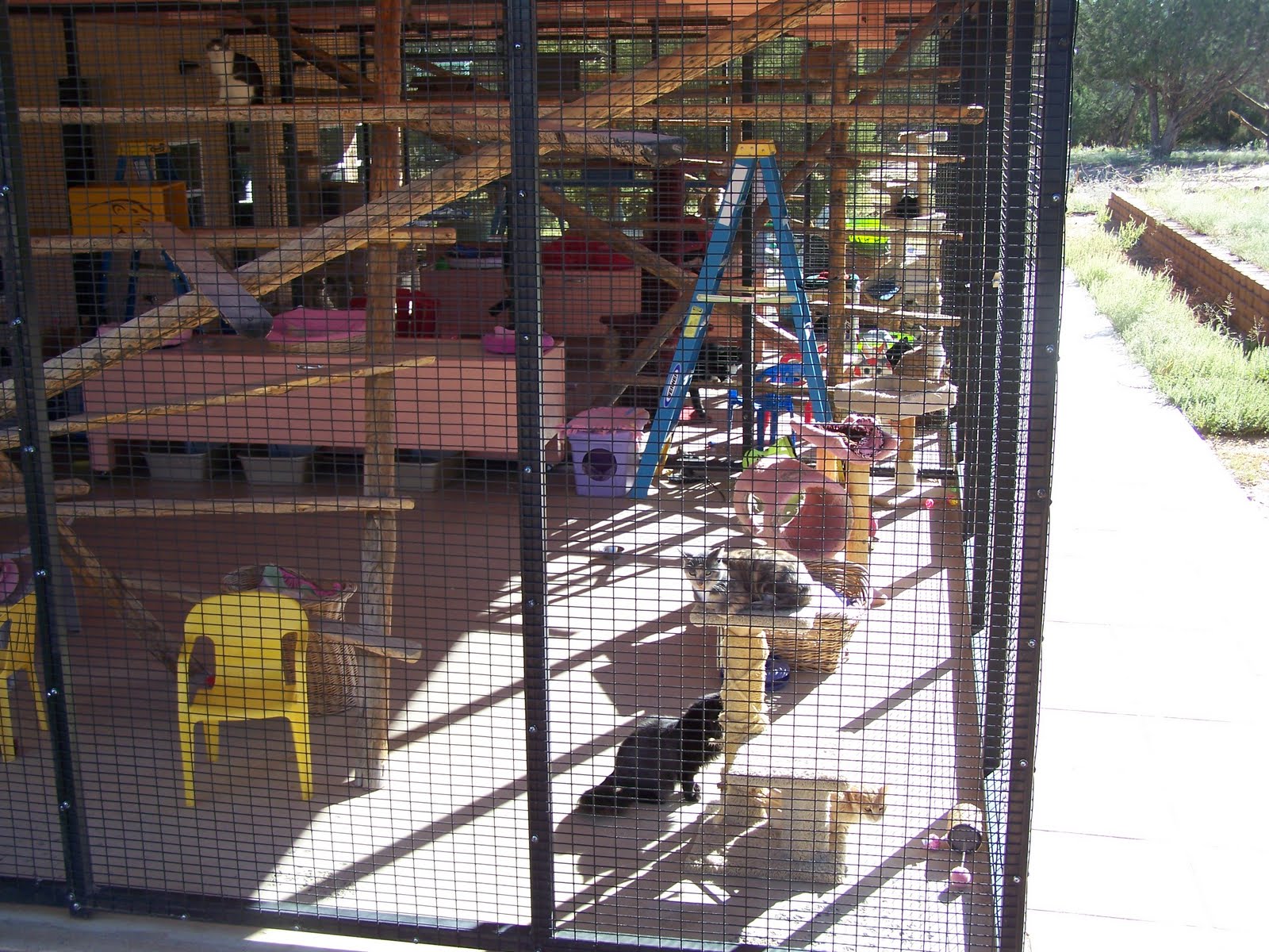 Up to Speed Best Friends Animal Sanctuary