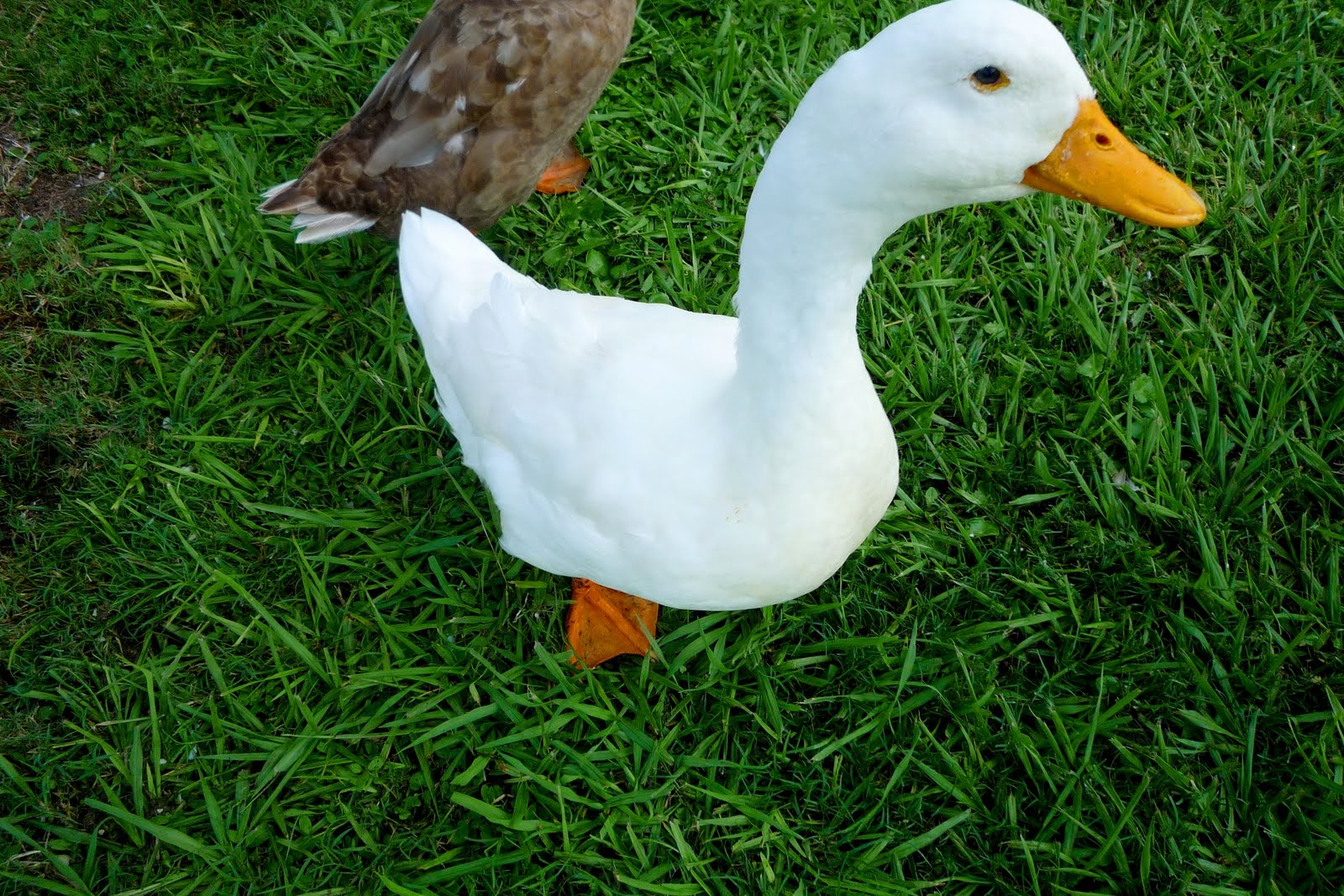 [duck-duck-goose.JPG]