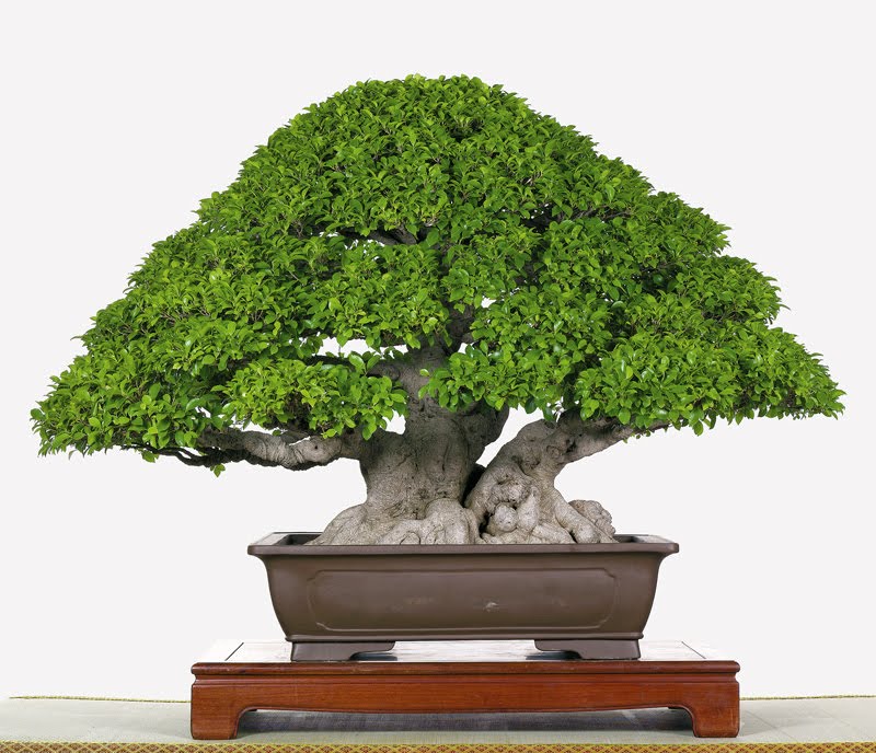 Deportes Teseo jamón Alisios bonsái: ¿Qué es un bonsái natural?