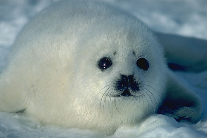 foca_bebe_artico.jpg
