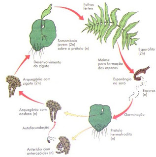 TAXONOMIA DE PLANTAS SUPERIORES EPUB DOWNLOAD TAXONOMIA DE PLANTAS SUPERIORES EPUB DOWNLOAD