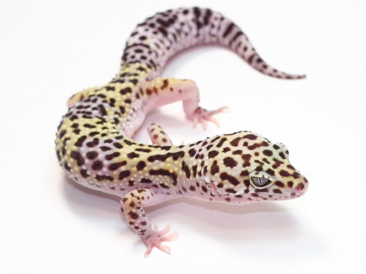 leopard-gecko