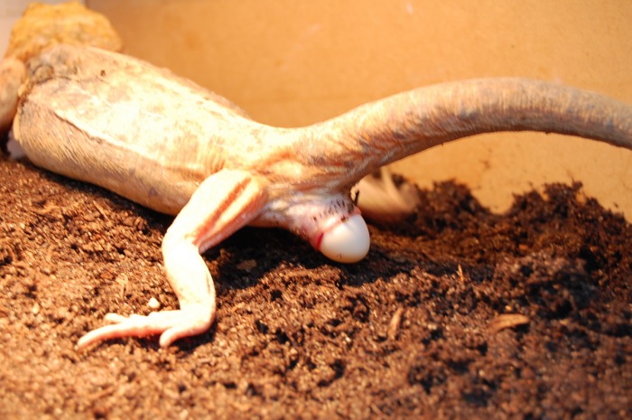 bearded+dragon+laying+an+egg.jpg.