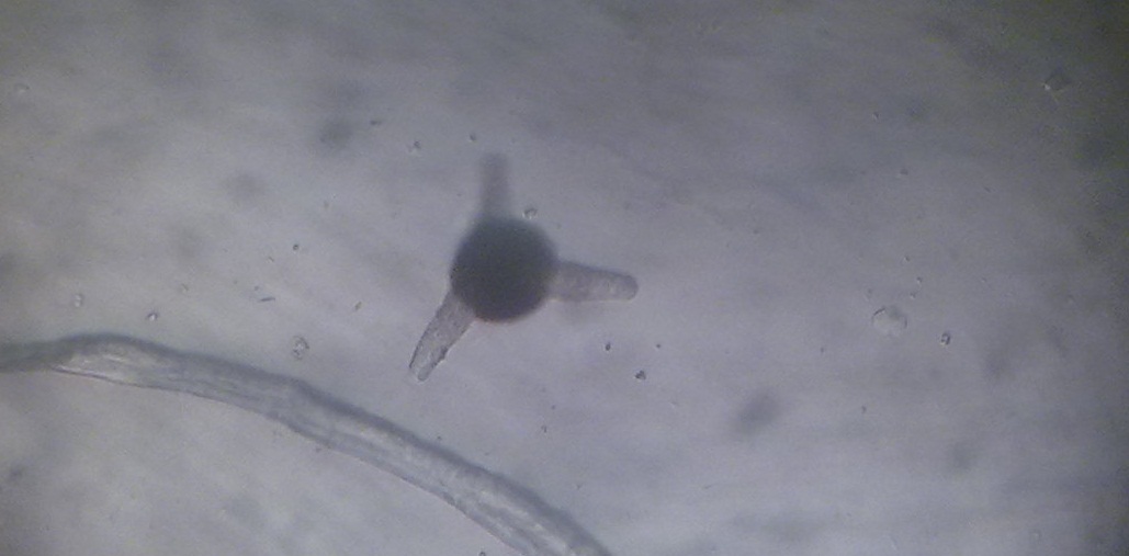 GIDALARIN KİMYASAL VE MİKROSKOPİK ANALİZLERİ HAKKINDA BİLGİ BALDA