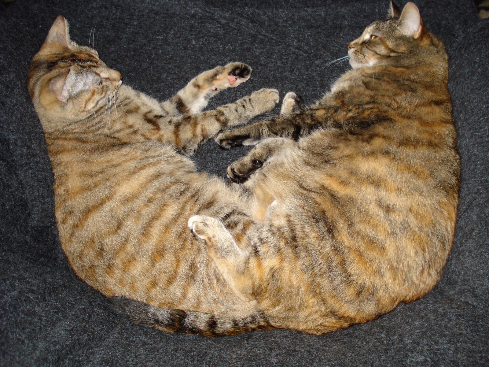 [copycat.JPG]