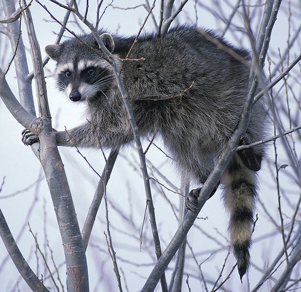 [climbtree.jpg]