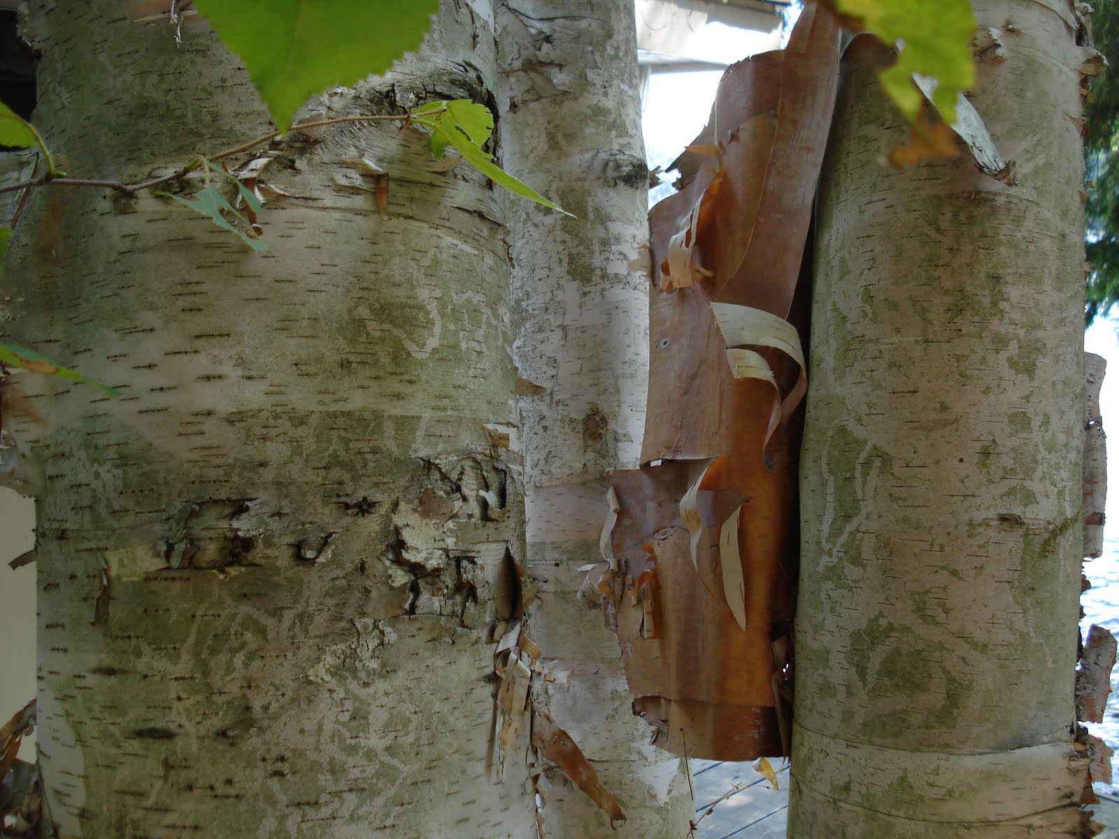 [peelingbark.JPG]