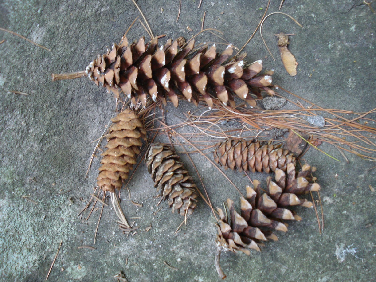[pinecones.JPG]