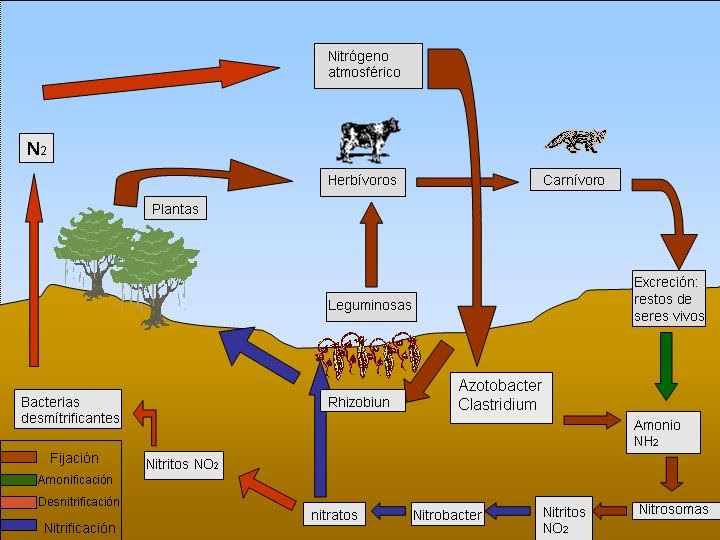 5 maneras de luchar ralentizar metabolismo