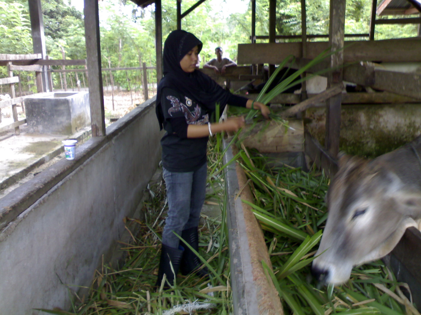 Welcome to Dunia Ku ^^: Teknik Inseminasi Buatan Pada Sapi