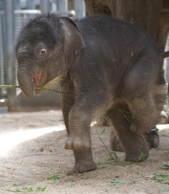 mali-baby-elephant-melbourne-zoo.jpg