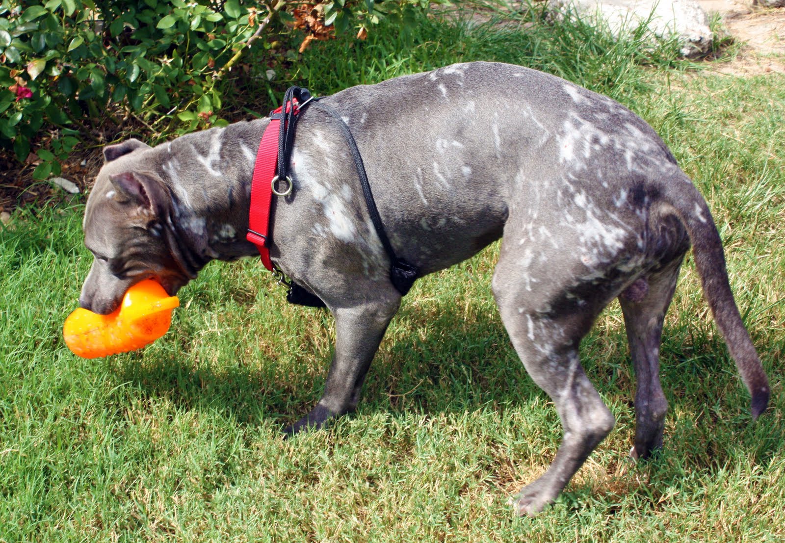 Cropped Ears Dog Fighting Cropped Ears Dog Fighting
