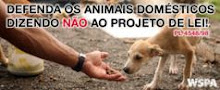 PROTEGENDO NOSSOS IRMÃOS, OS ANIMAIS!