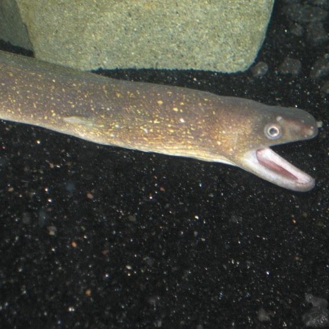 What Food Do Moray Eels Eat What Food Do Moray Eels Eat
