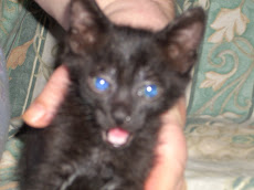 mi chiamo niko,,,detto anche Mefisto