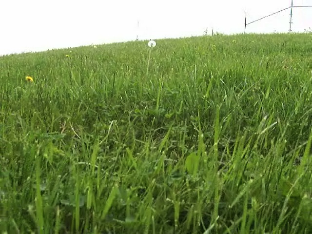 [grass.jpeg]