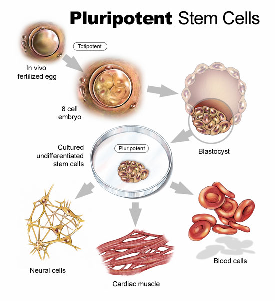 Embryonic Adult Stem Cells 73