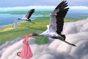 [stork.png]