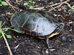 Muskrat Pond Turtle