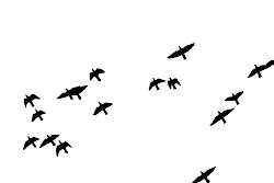 photoshop birds vectors brushes nobody sky