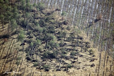 Phot aérienne d'un parcelle dévastée sur Cabanac et Villagrain avec arbres déracinés et enchevêtrés