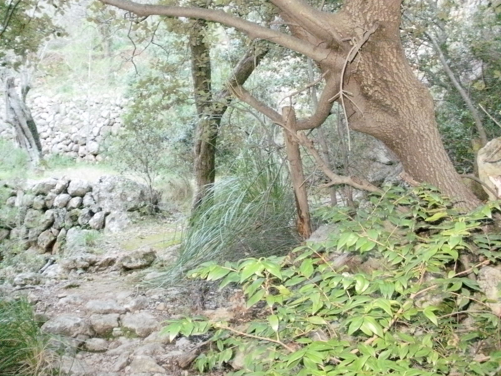 Mis días de montaña: Penya de s'Anyell