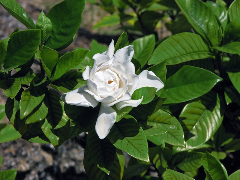 [gardenia+1.jpg]