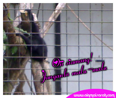 [akumahu_siamang.jpg]