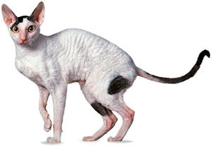 [Cornish-Rex.jpg]