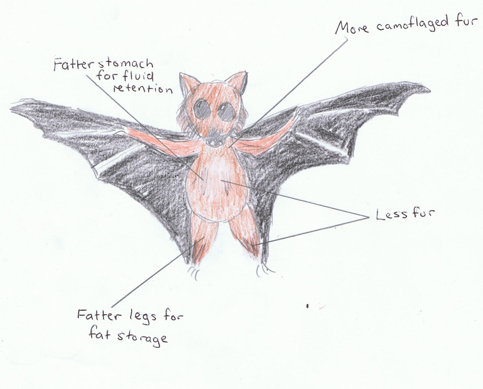 Grey Headed Flying Fox Food Chain Grey Headed Flying Fox Food Chain