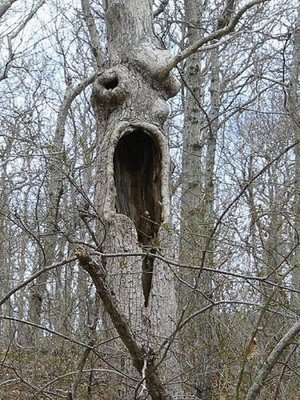 [tree+funniest+strange+01.jpg]