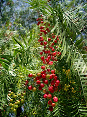 Peppercorn Trees (Schinus molle) from the Andes: Producing Red Fruits called "Pink Pepper"