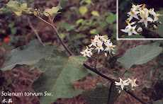 丁公藤 (Erycibe obtusifolia Benth)
