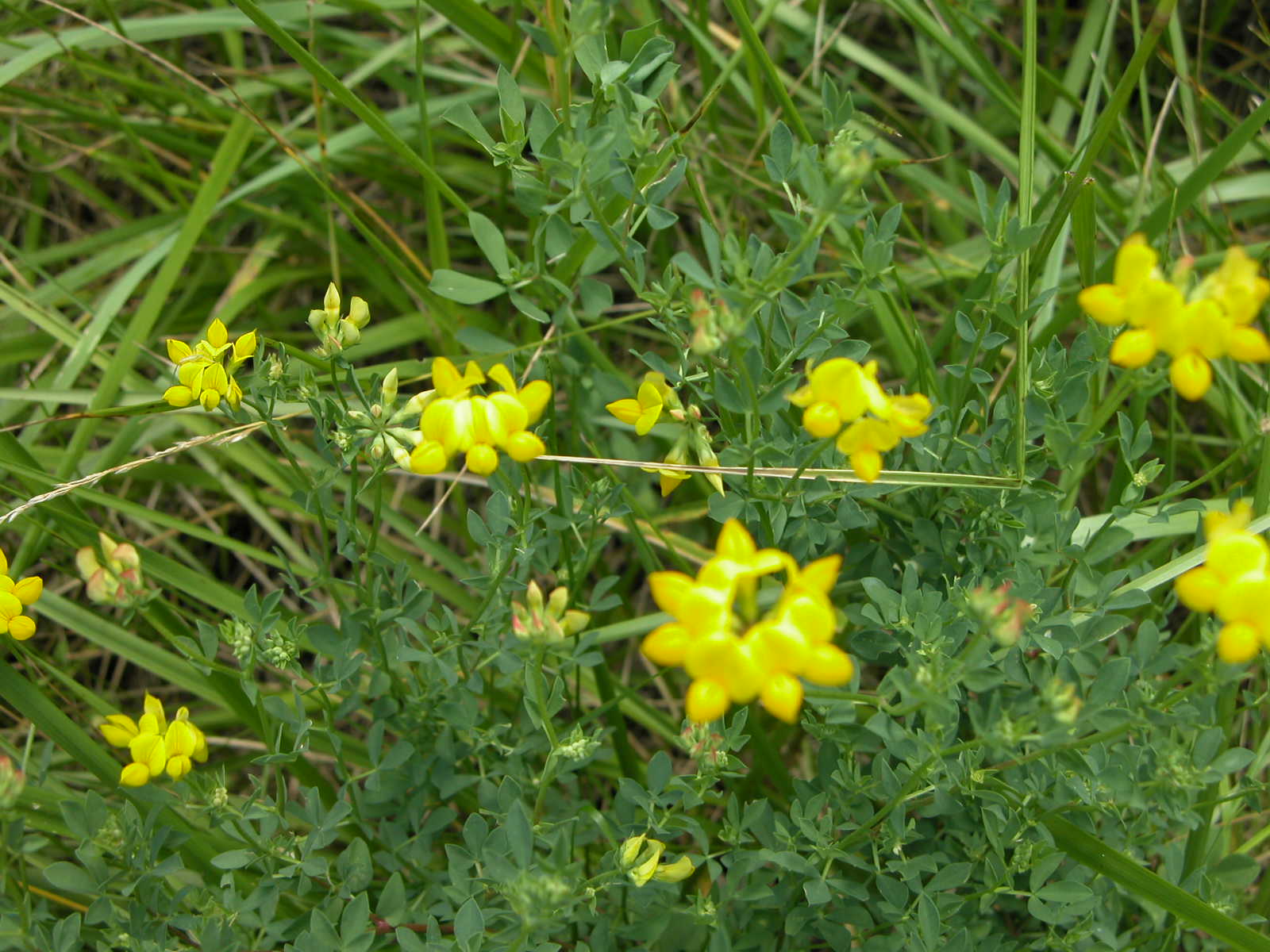 Mother Nature Is Alive and Living in the Burbs Clovers and vetches and