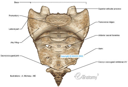 KOALAS"""": VERTEBRAS SACRAS