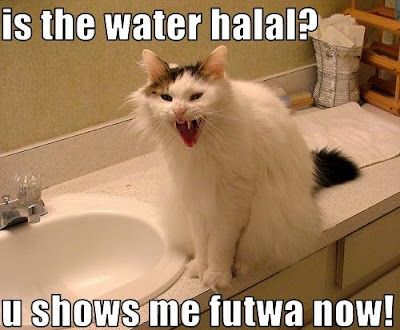 is+thsi+halal+cat.jpg