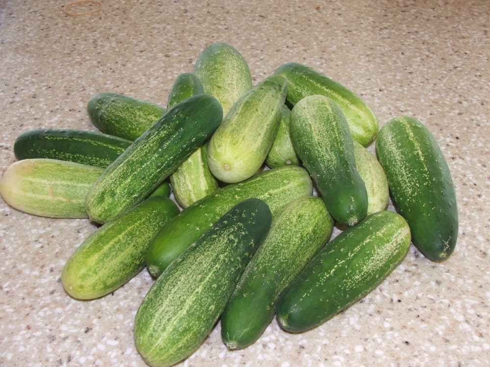 [jul16_cucumbers.jpg]