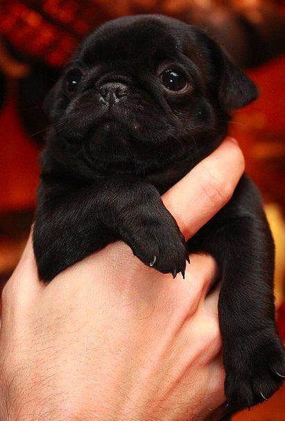 Pug Love Pug Love