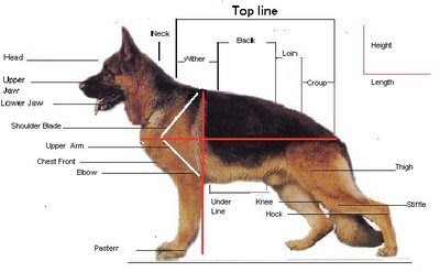 Ultimate German Shepherd Guide - Puppies Behavior Study, Raising