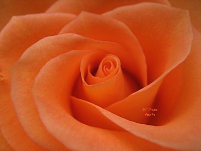 [Orange+Rose-3.jpg]