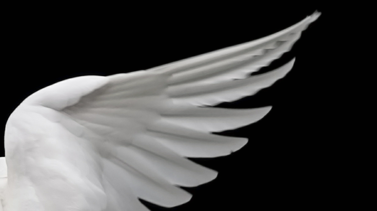 wing angel