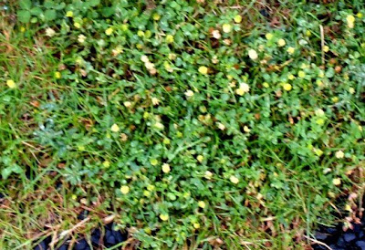Gartenarbeit Ideen: Klee im Rasen: Unkrautvernichter oder schön finden?