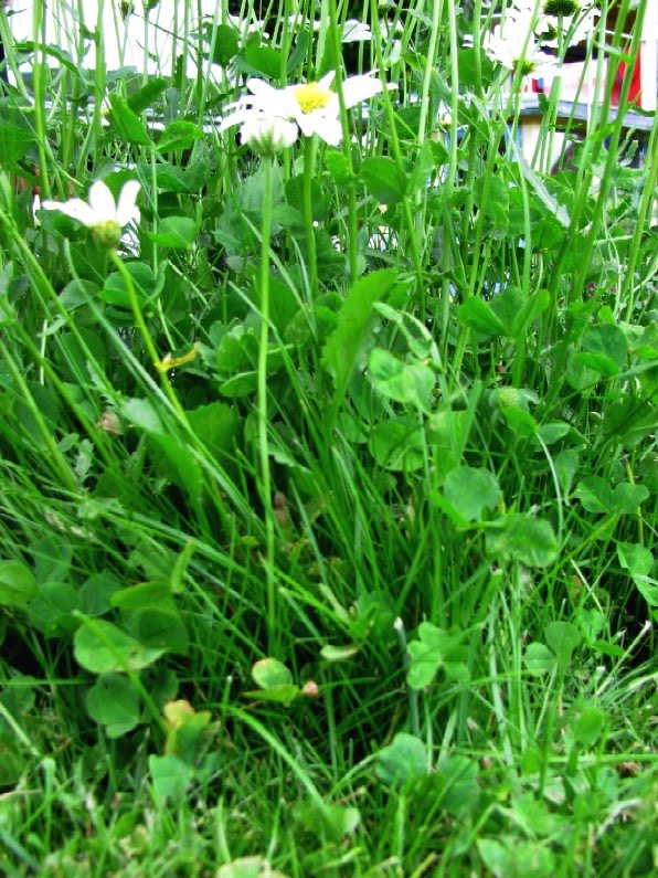 Gartenarbeit Ideen: Den Rasen zur Blumenwiese machen / z.B. Margeriten