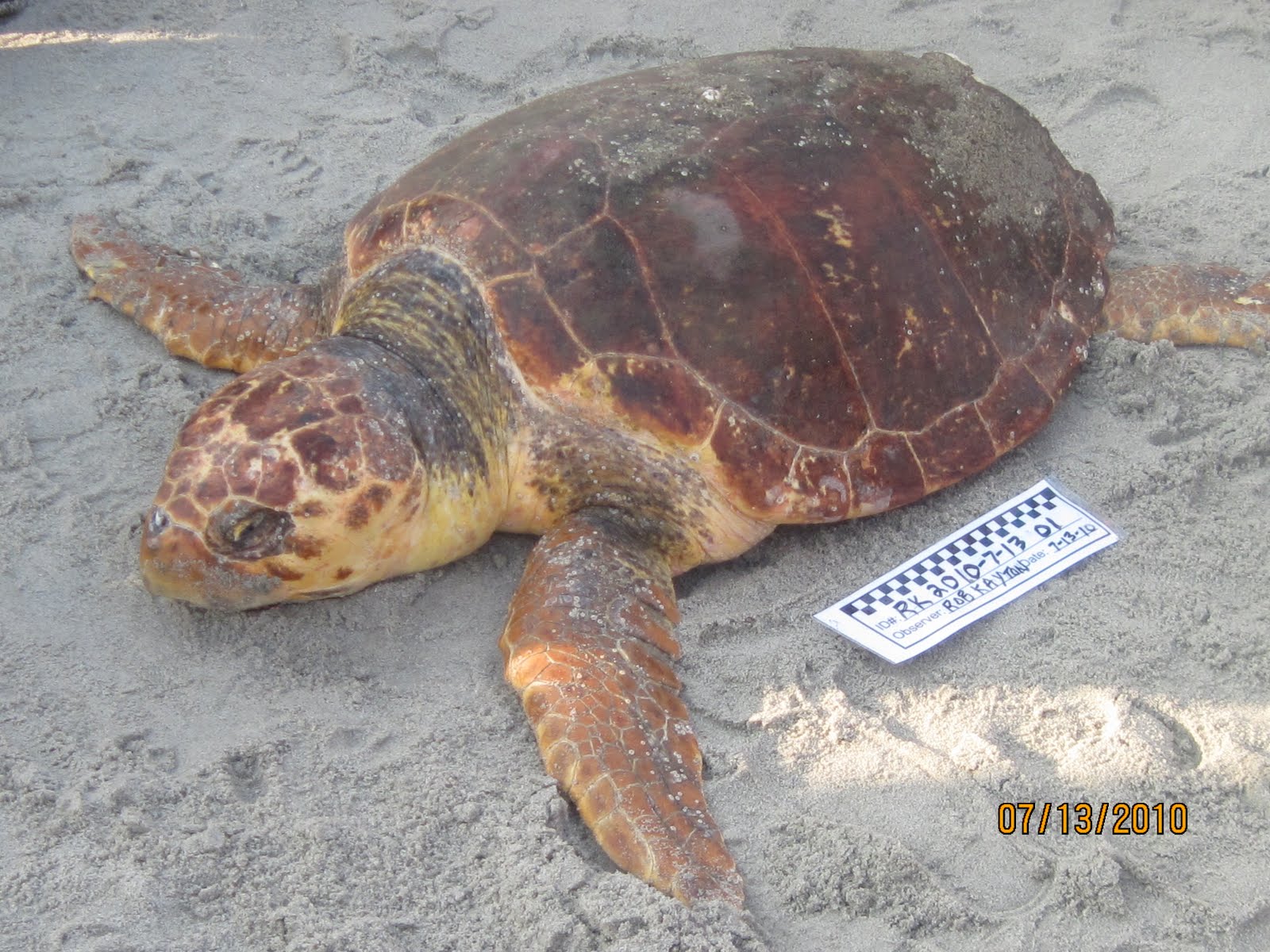 NORTH MYRTLE BEACH SEA TURTLE PATROL: Stranding