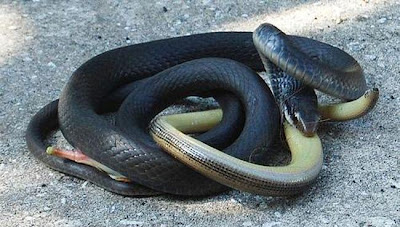 King cobra feed exclusively on smaller snakes