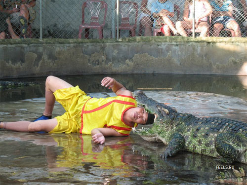 [crazy+Crocodile+stunts.jpg]