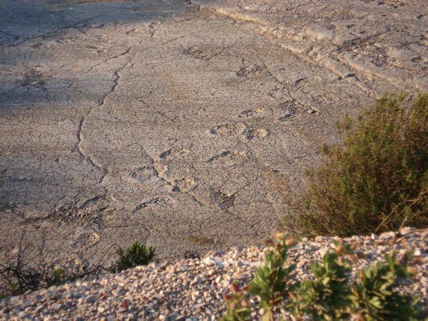 Detail of the dinosaur footprints