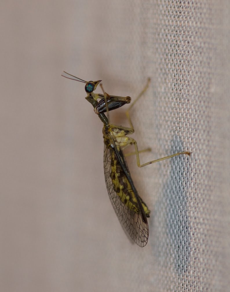 Nature Reporters: New background and weird 