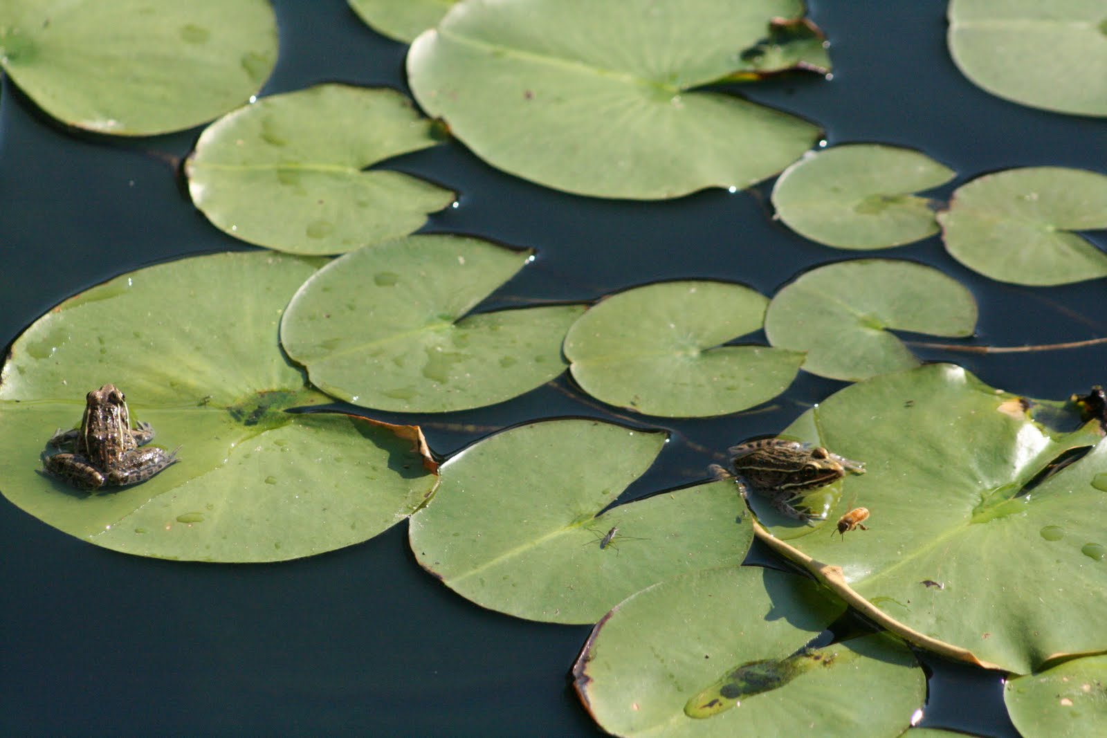 net-for-koi-pond-leaf-netting.jpg
